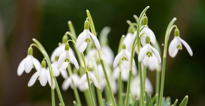 group of white snowdrop flowers against out of focus background