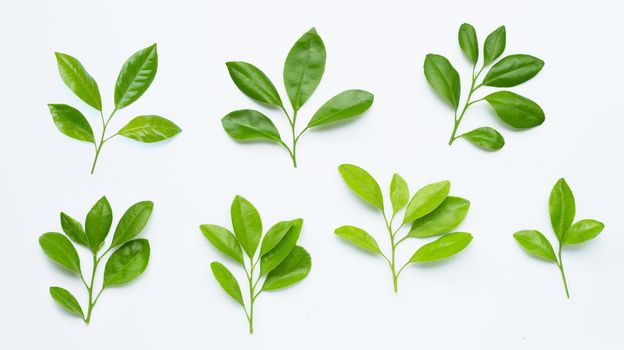 Citrus leaves on  white background.
