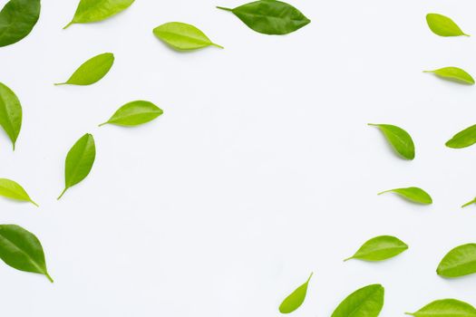 Frame made of green citrus fruit leaves on white background