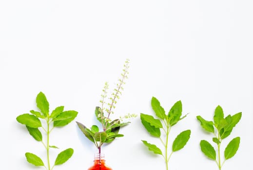 Fresh holy basil leaves and flower with essential oil bottle on white background.