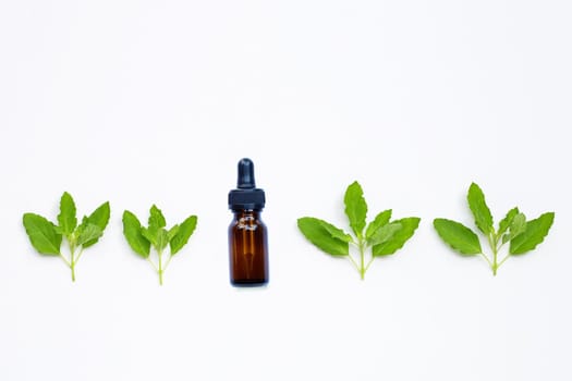 Fresh holy basil  leaves with essential oil bottle on white background.