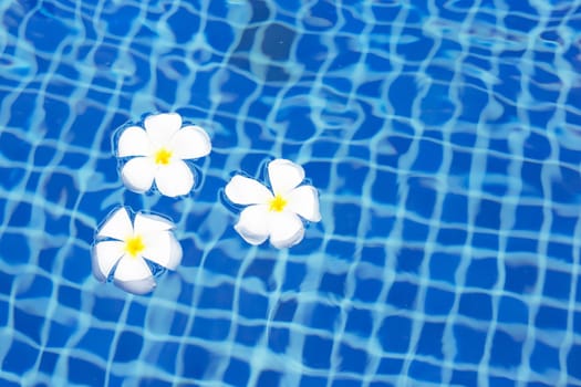 Plumeria or Frangipani flowers in the swimming pool. Top view