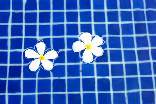 Frangipani flowers in the swimming pool. Top view