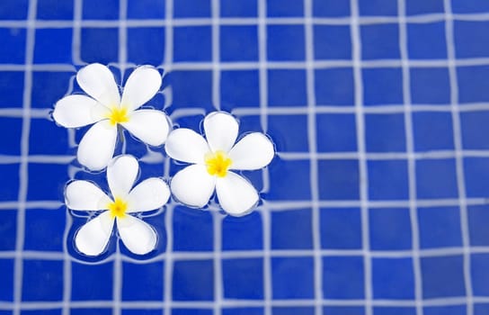 Frangipani flowers in the swimming pool. Top view