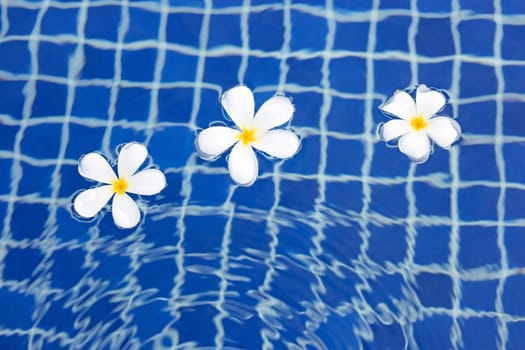 Plumeria or Frangipani flowers in the swimming pool. Top view