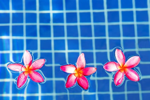 Frangipani flowers in the swimming pool. Top view