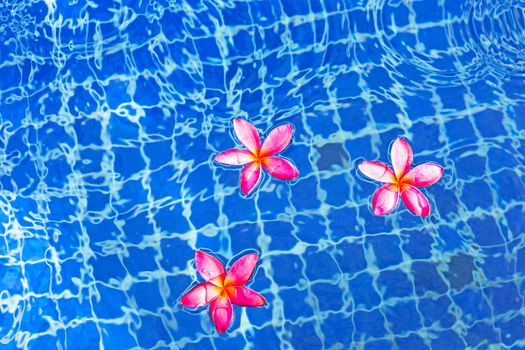 Plumeria or Frangipani flowers in the swimming pool. Top view