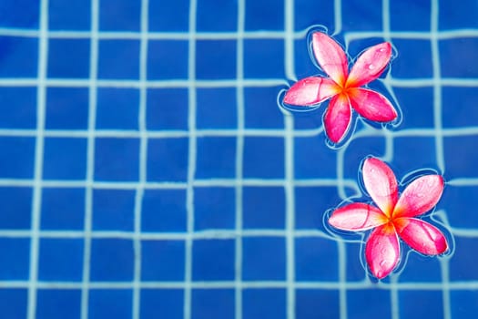 Frangipani flowers in the swimming pool. Top view