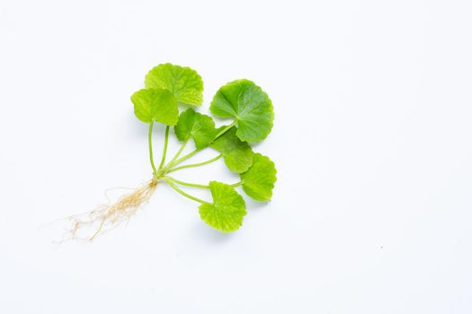 Gotu kola, Asiatic pennywort or Indian pennywort on white background.