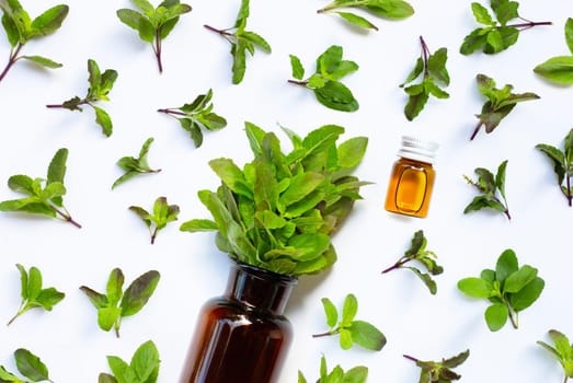 Fresh holy basil  leaves with essential oil bottle on white background.