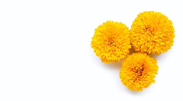 Marigold flowers on white background. Copy space