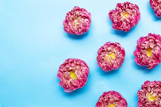 Pink lotus flower on blue background. Copy space