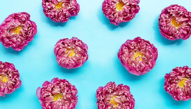 Pink lotus flower on blue background. Copy space