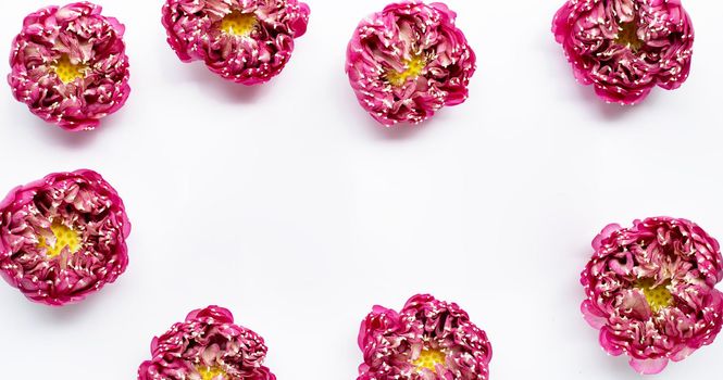 Frame made of pink lotus flower on white background.