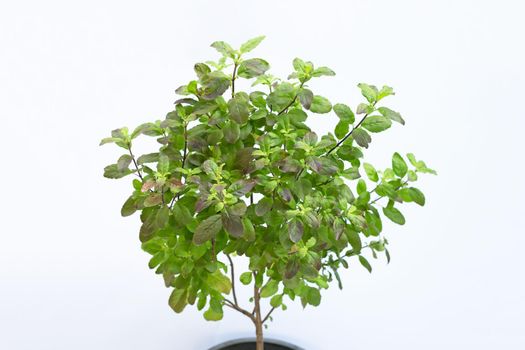 Holy Basil plant on white background.