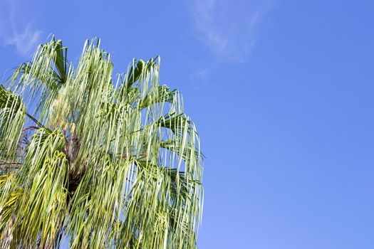 Palm trees, beautiful tropical with sky and clouds.