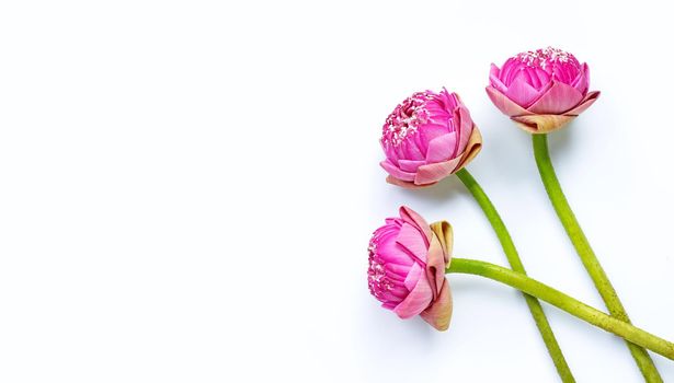 Lotus flower on white background. Top view