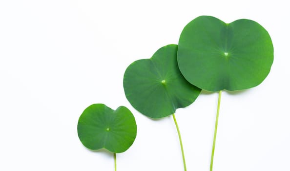 Lotus leaves on white background.