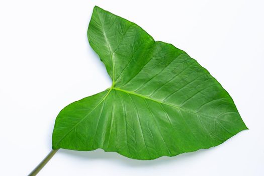 Taro leaf isolated on white background.