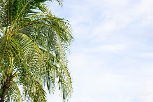 Coconut palm trees, beautiful tropical with sky and clouds.