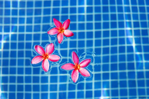 Frangipani flowers in the swimming pool. Top view