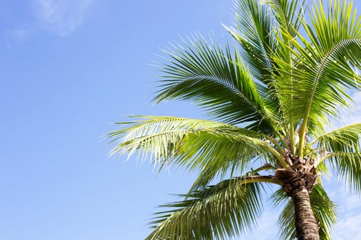 Coconut palm trees, beautiful tropical with sky and clouds.