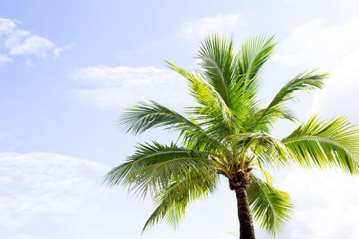 Coconut palm trees, beautiful tropical with sky and clouds.