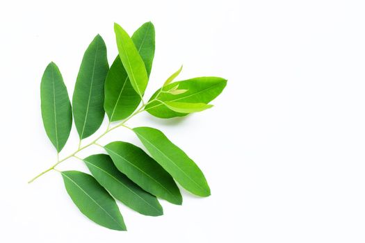 Eucalyptus leaves on white background.  Copy space