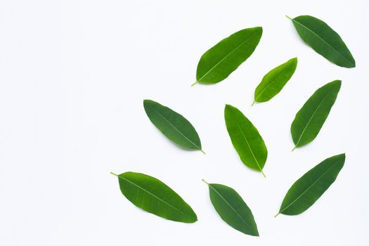 Eucalyptus leaves on white background.  Copy space