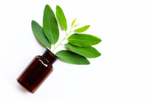 Eucalyptus leaves with medicine bottle on white background.  