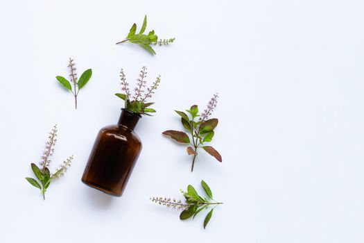 Fresh holy basil leaves and flower with essential oil bottle on white background.