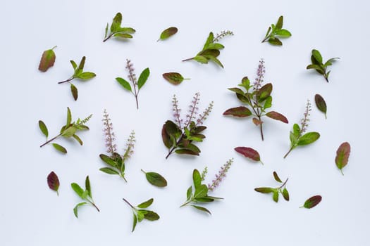 Fresh holy basil leaves with flower on white background.