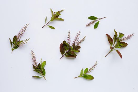 Fresh holy basil leaves with flower on white background.
