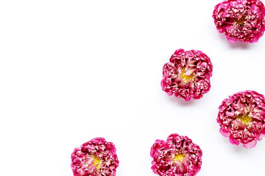 Pink lotus flower on white background. Copy space