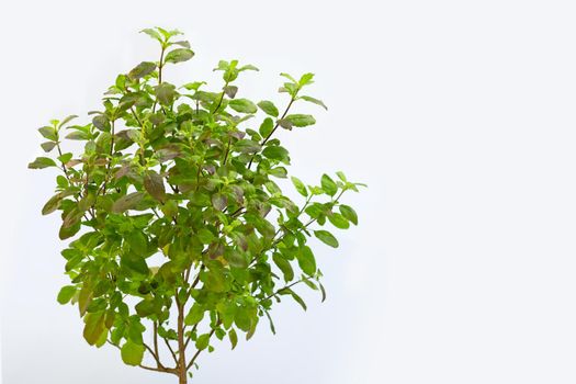 Holy Basil plant on white background.