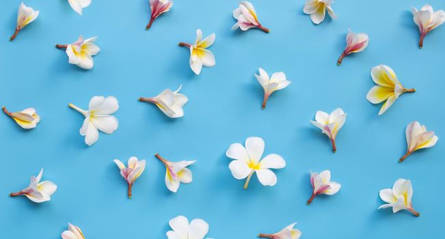 Plumeria or frangipani flower on blue background. Top view