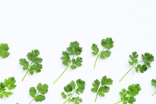 Fresh coriander leaves on a white background.