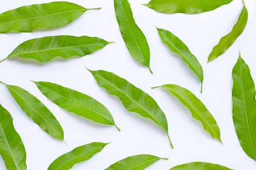 Top view of mango leaves on white background.