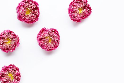 Pink lotus flower on white background. Copy space