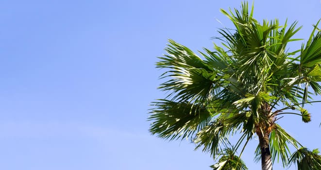 Palm trees, beautiful tropical with sky and clouds.