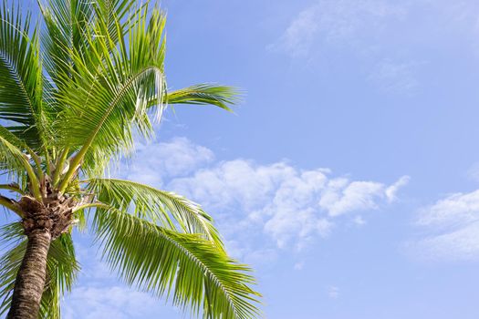 Coconut palm trees, beautiful tropical with sky and clouds.