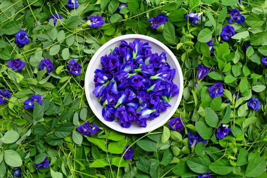 Butterfly pea or blue pea flower. Top view