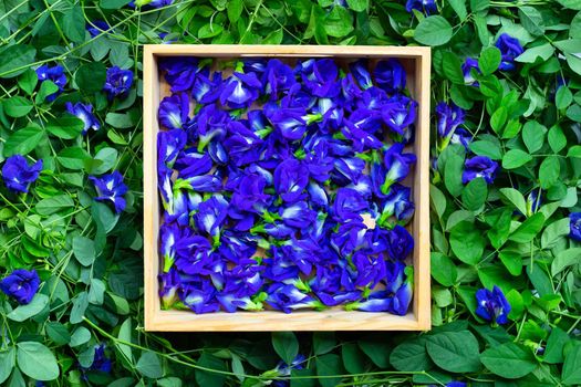Butterfly pea or blue pea flower. Top view