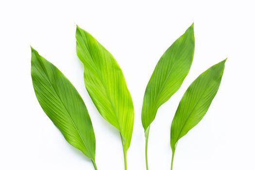 Green leaves of turmeric on white background.