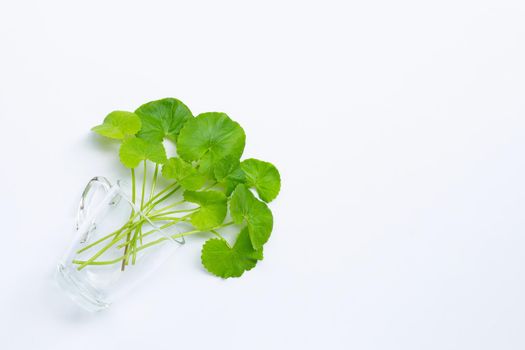 Fresh leaves of gotu kola in glass on white background, Herb and medical plant.