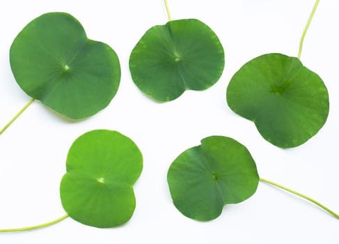 Lotus leaves on white background. Top view
