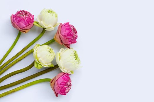 Lotus flower on white background. Top view