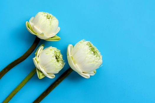 Lotus flower on blue background. Top view