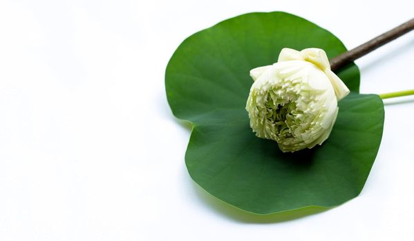 Lotus flower on white background. Top view