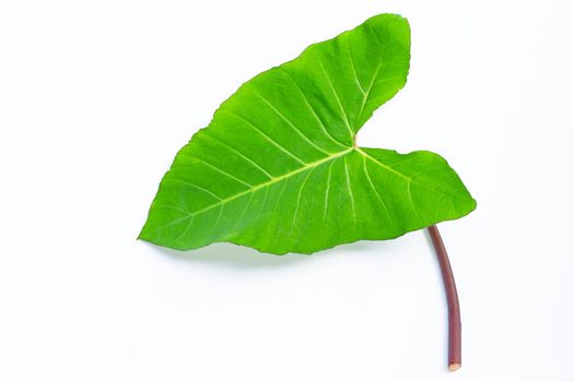 Taro leaf isolated on white background.